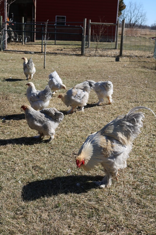 12+ Isabel Large Breed Brahma Hatching Eggs