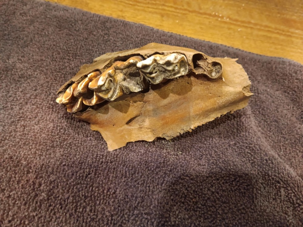 Bison upper jaw skull piece with teeth