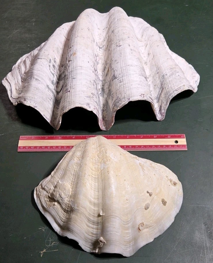 REAL 15½" Natural Giant Clam Shell Tridacna Gigas Sea *AND* 10" Giant Clamshell