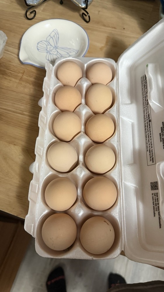 Salmon Favorelle Hatching Eggs 12