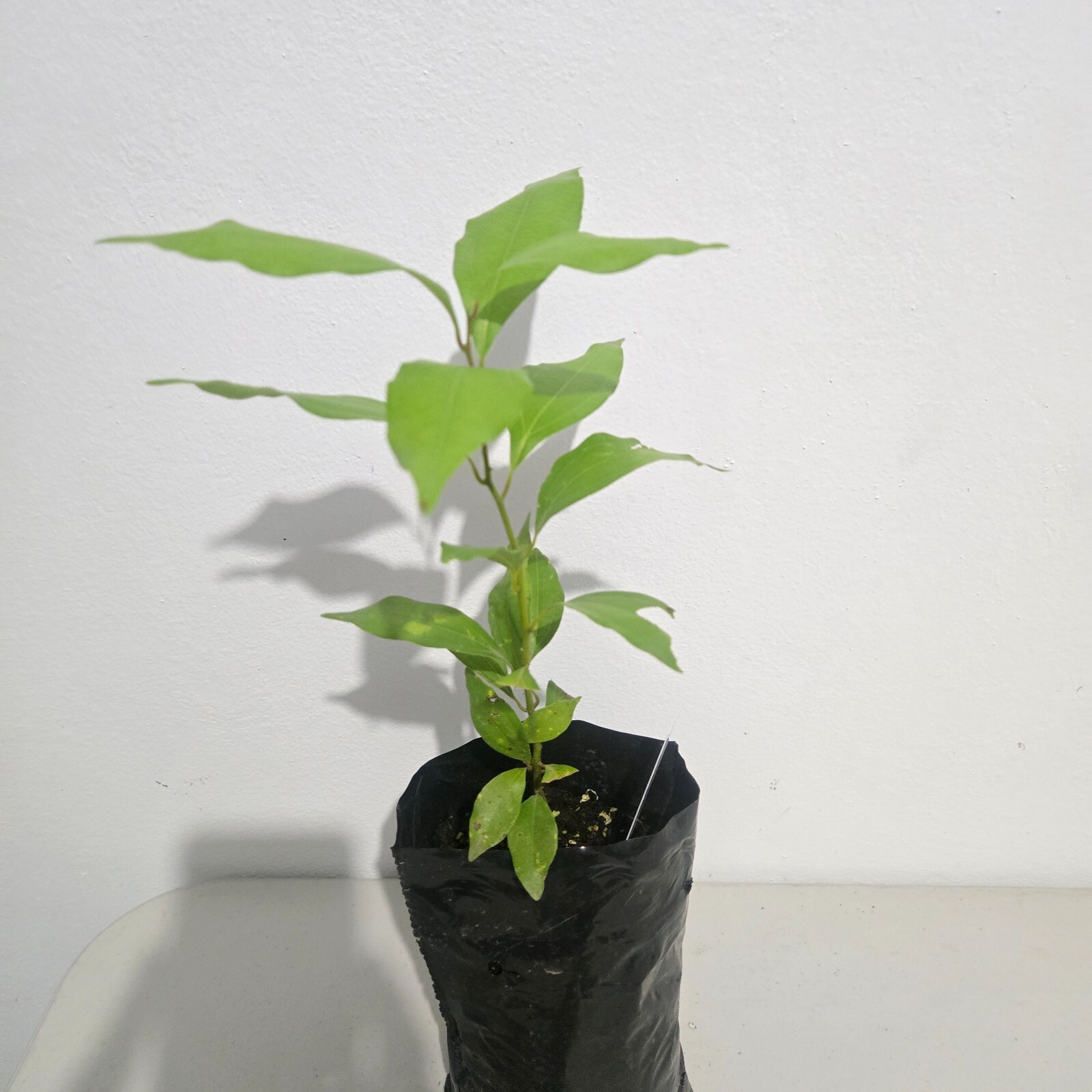 Cinnamon Tree / Cinnamomum verum – 1 feet Aromatic Spice Plant / Live Tropical