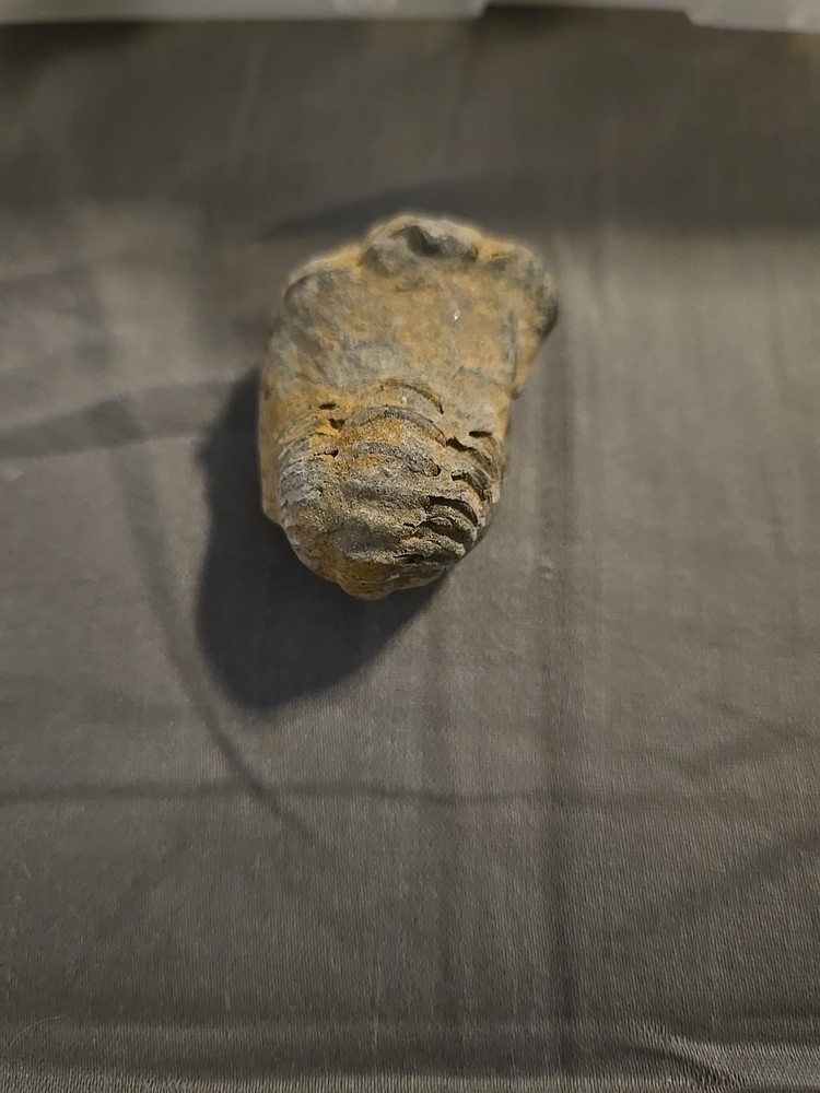 trilobite fossil Small