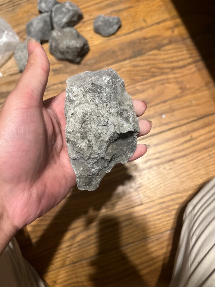 fossil rocks marine creatures
