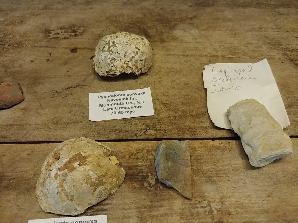 Fossil Lot 24 Total Pieces