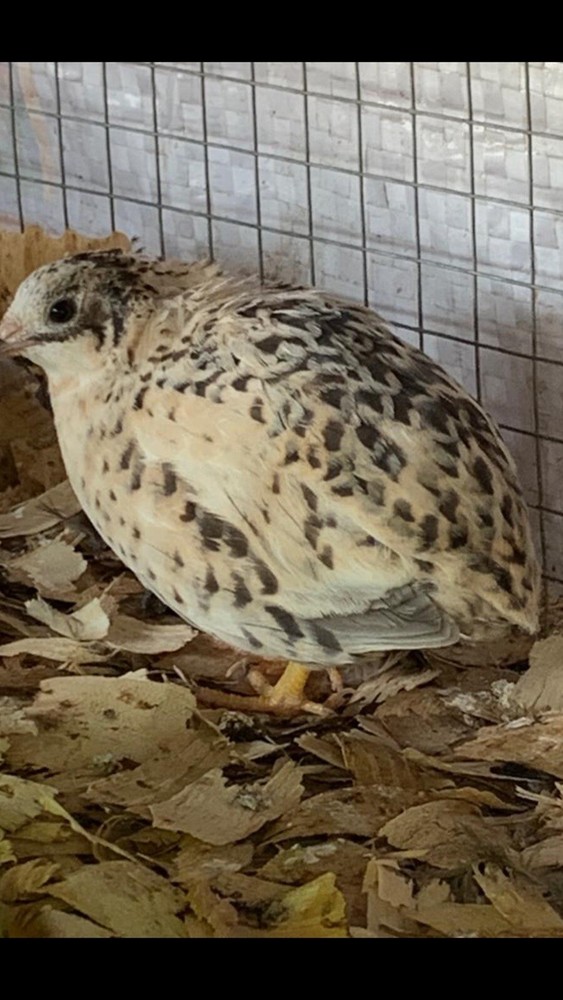 15 Button Quail Hatching Eggs