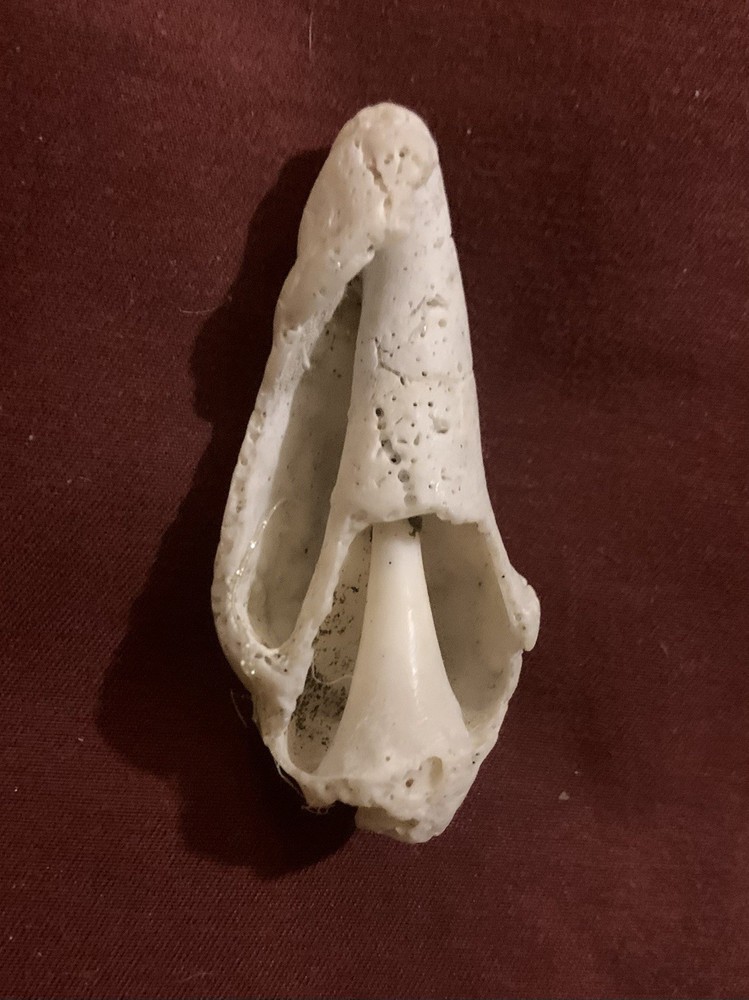 Lot Of 16 Fossilized Shells