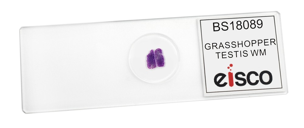 Grasshopper Testis, WM - Prepared Microscope Slide - 75x25mm - Eisco Labs