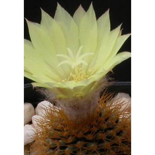 Frailea. magnifica,seeds 20 pcs