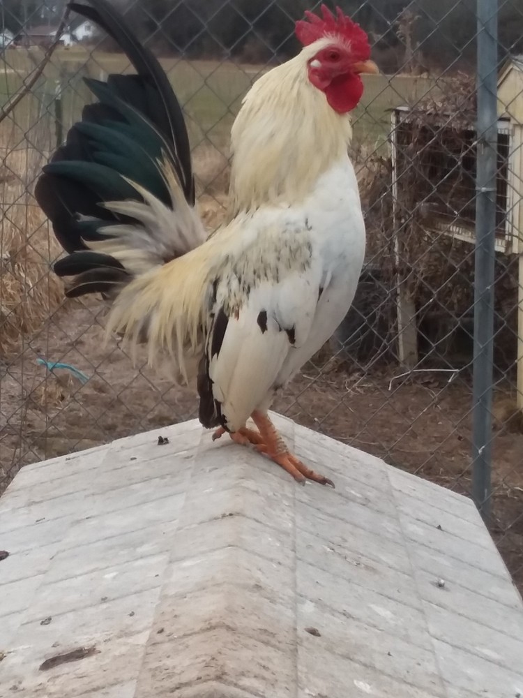 10+ Fertile Serama Chicken Hatching Eggs