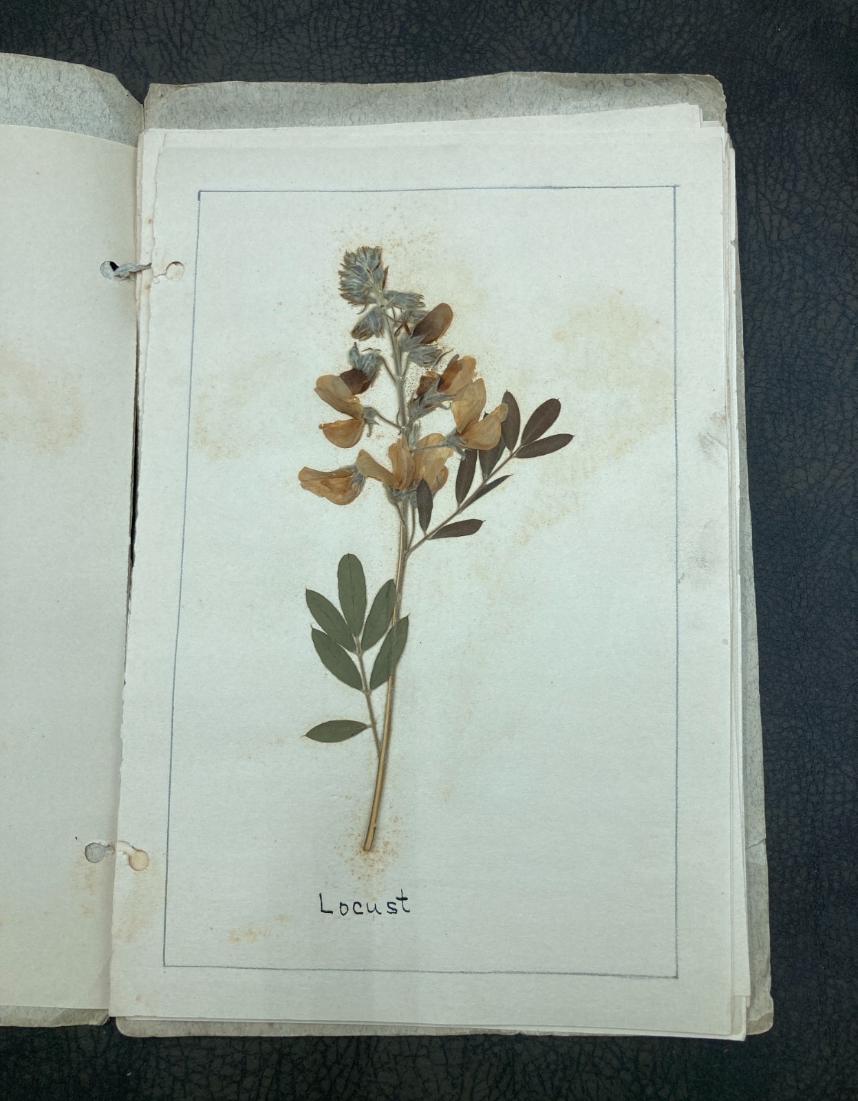 Antique 1930 Child's Botanical Pressed Flower Plant Specimen School Project Book