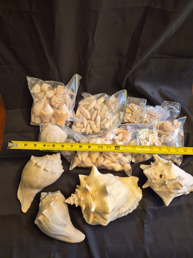 Sea Shells Lot- Over 8 Pounds-Assorted Sizes