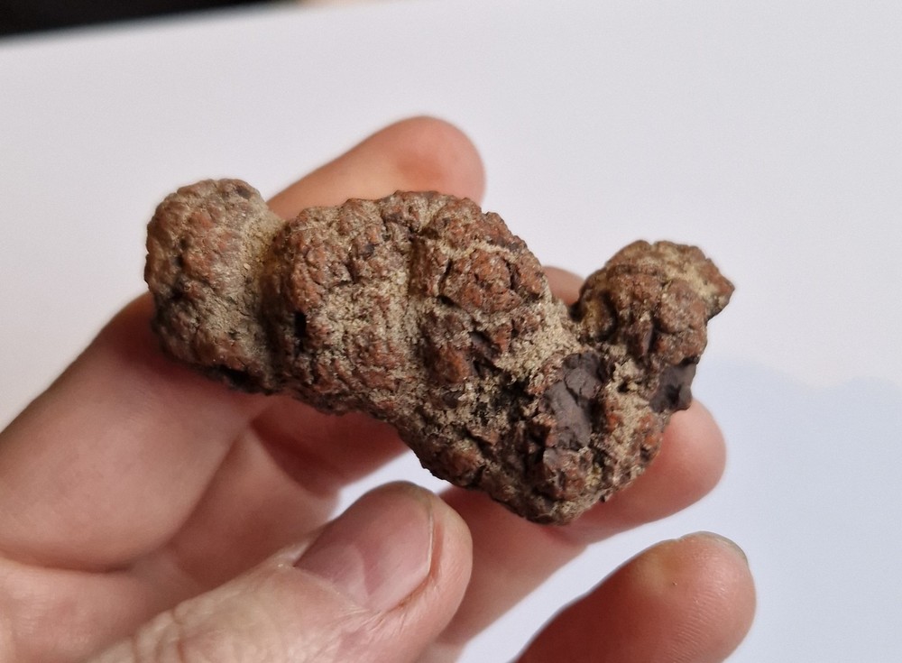 Turtle Coprolite - Madagascar - Fossilised Poo - Eocene 5.9cm