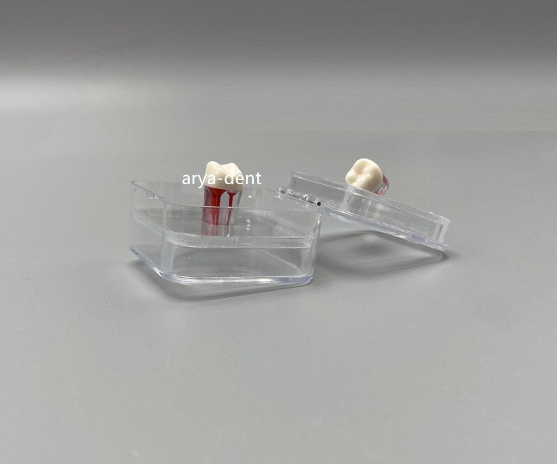 Denture Tooth Hinged Display Box Dental Storage Boxes Membrane Veneer Crown Case