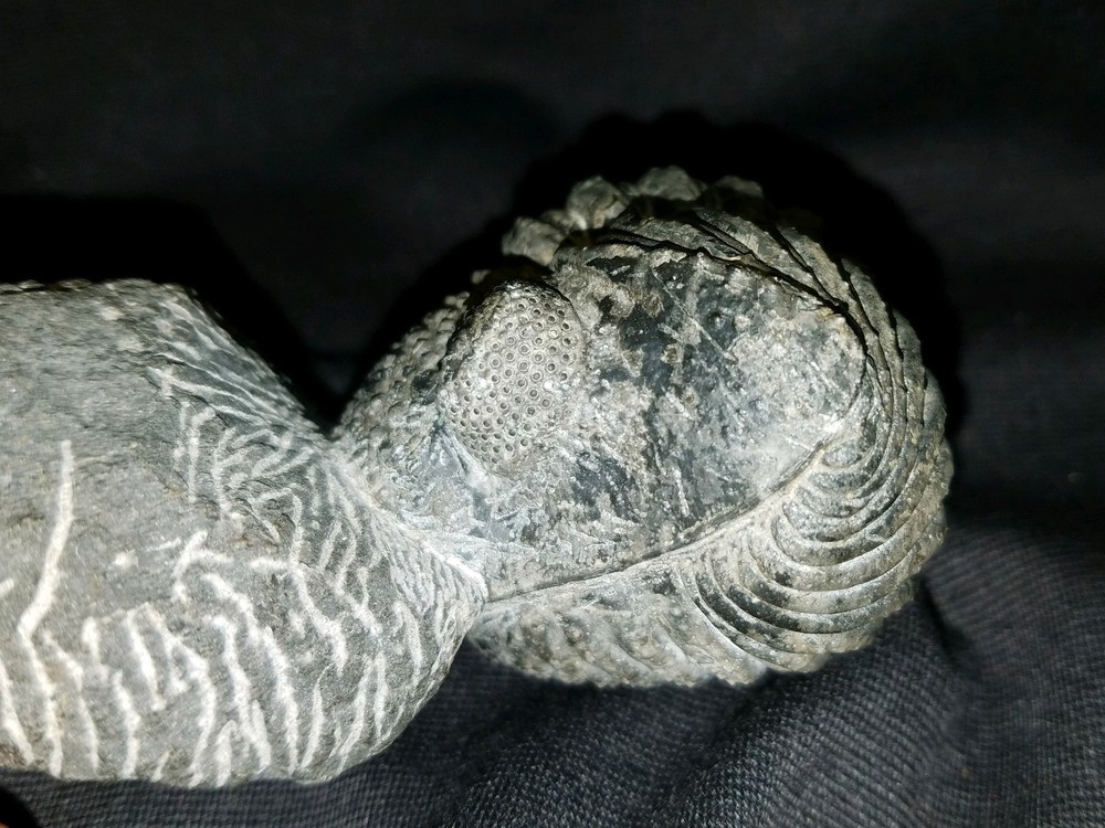 Massive rolled Drotops Trilobite Devonian of Morocco great details!!!