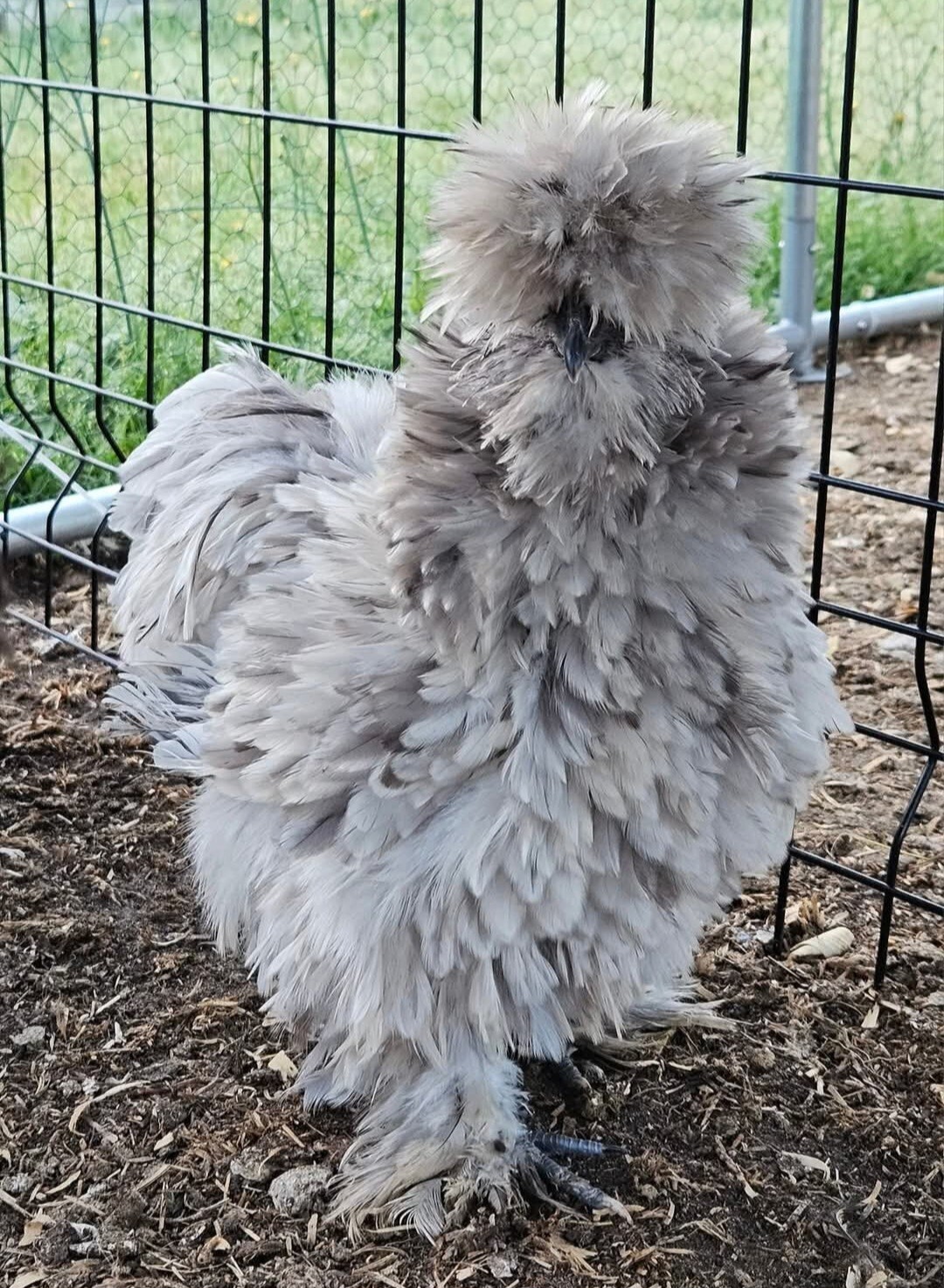 12+ Silkie, Satin, Frizzle Show Quality Hatching Eggs, NPIP Cert