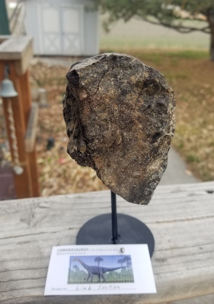 Nice Camarasaurus Limb Section Fossil Dinosaur Jurassic Morrison CO Recent Dig