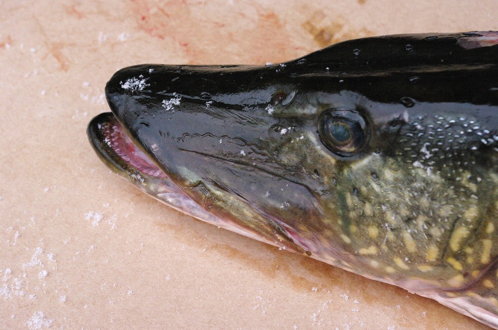 Pike Taxidermy Reference Photo Cd