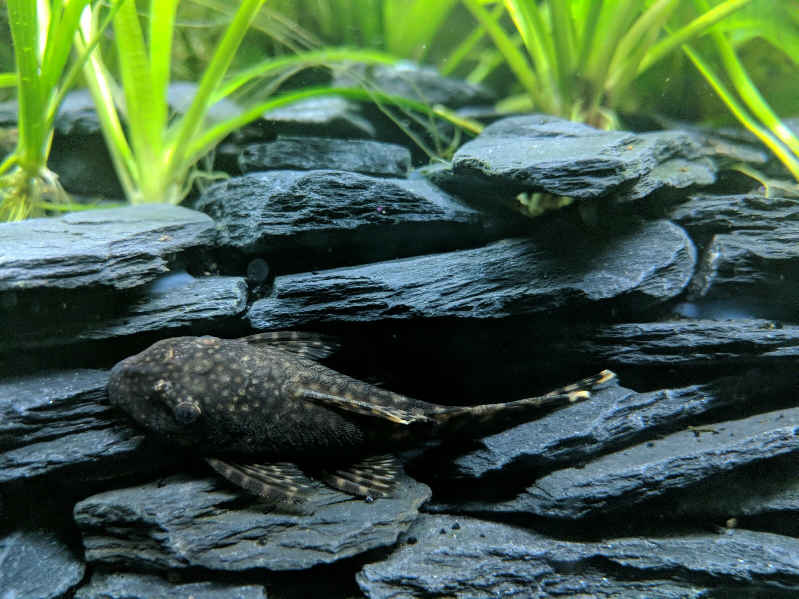 3lbs Grey Slate Stone Flat Rock For Aquarium, Terrarium, Craft, Decorations.