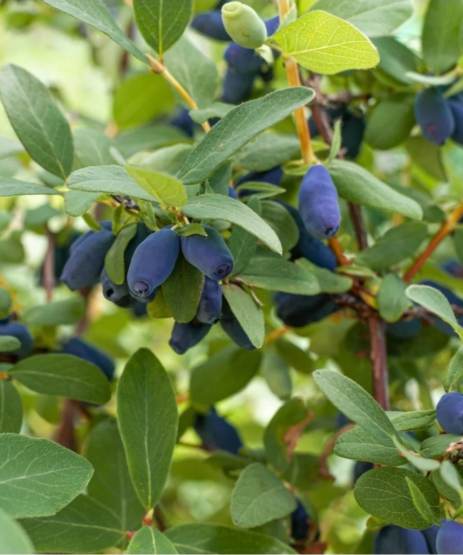 (2) 1 Ea Aurora & Boreal Blizzard Honeyberry LIVE 3 YR PLANTS 18-24" Gallon