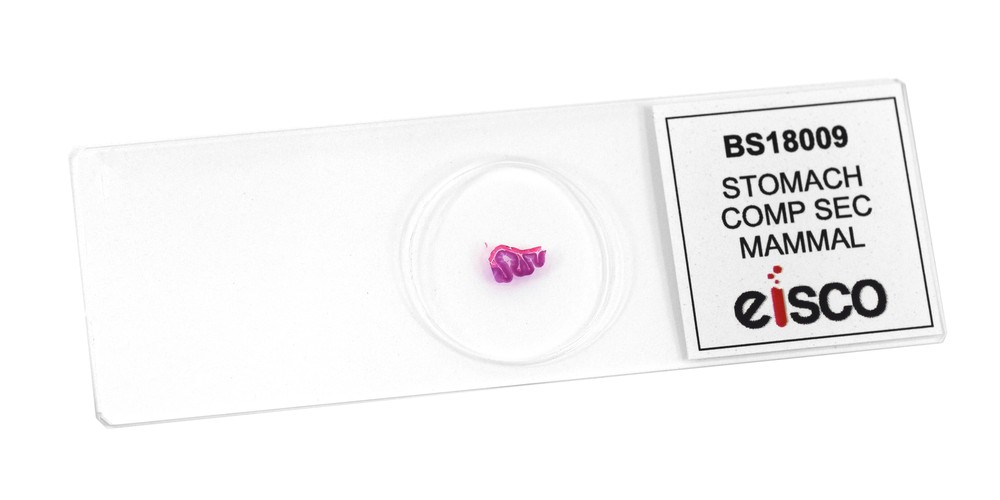 Stomach Composite Section, Prepared Microscope Slide - 75x25mm - Eisco Labs