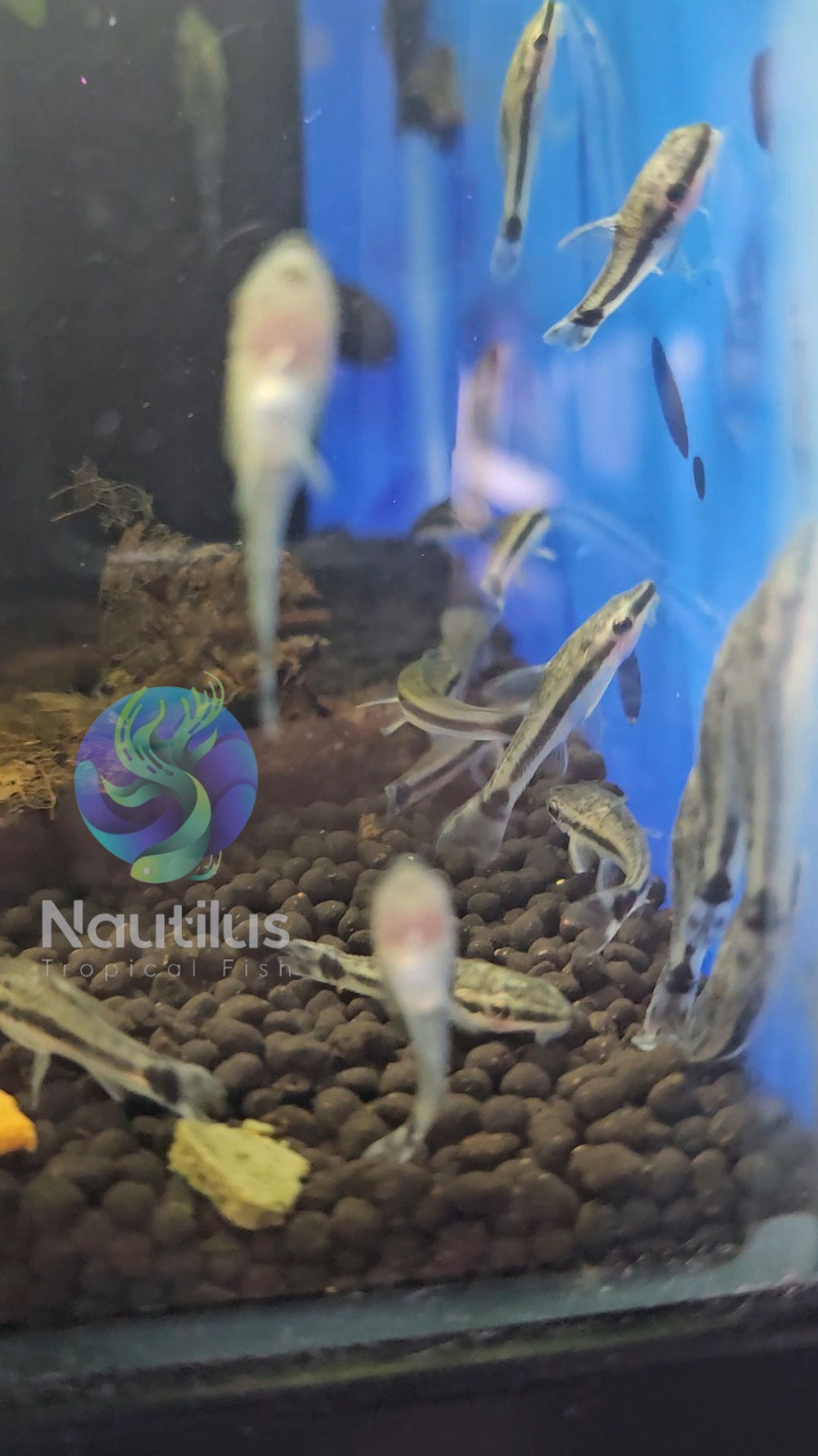 Otocinclus Catfish, great algea eaters . We combine shipping! Live arrival