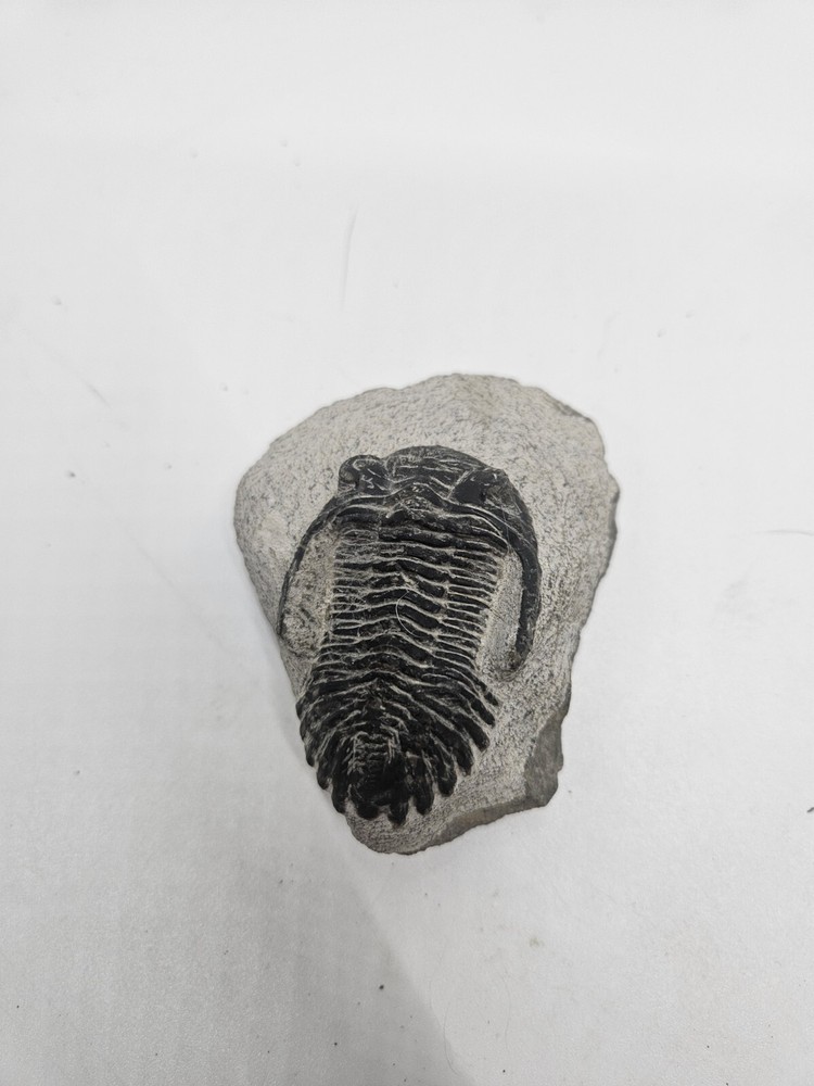 Fossile TRILOBITE Hollardops Mesocristata Devonian. Unknown Origin.