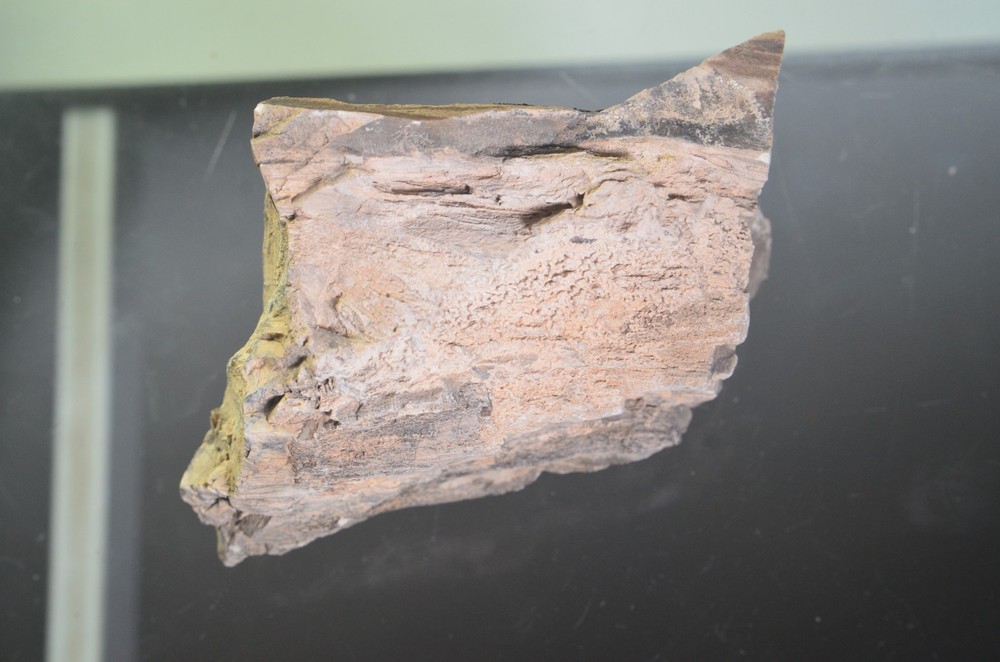Utah Petrified Wood