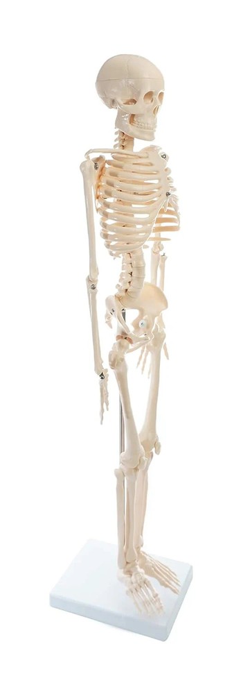 American Educational Skeleton Model, 34" Height