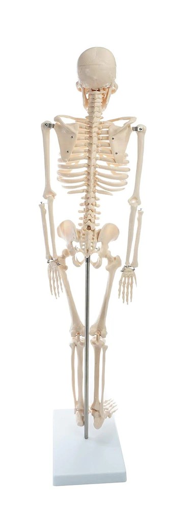 American Educational Skeleton Model, 34" Height