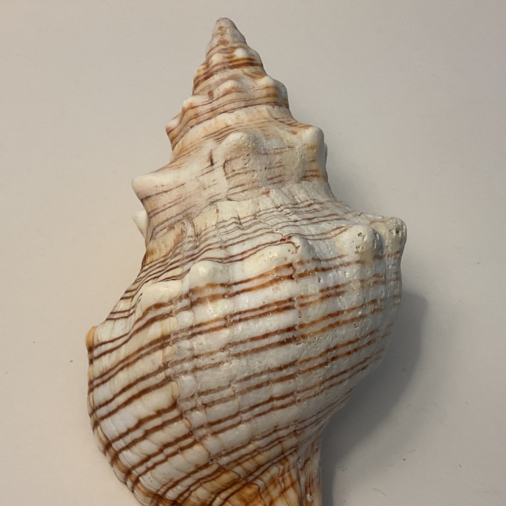 Conch Seashell Brown & White 7” Long Sea Shell
