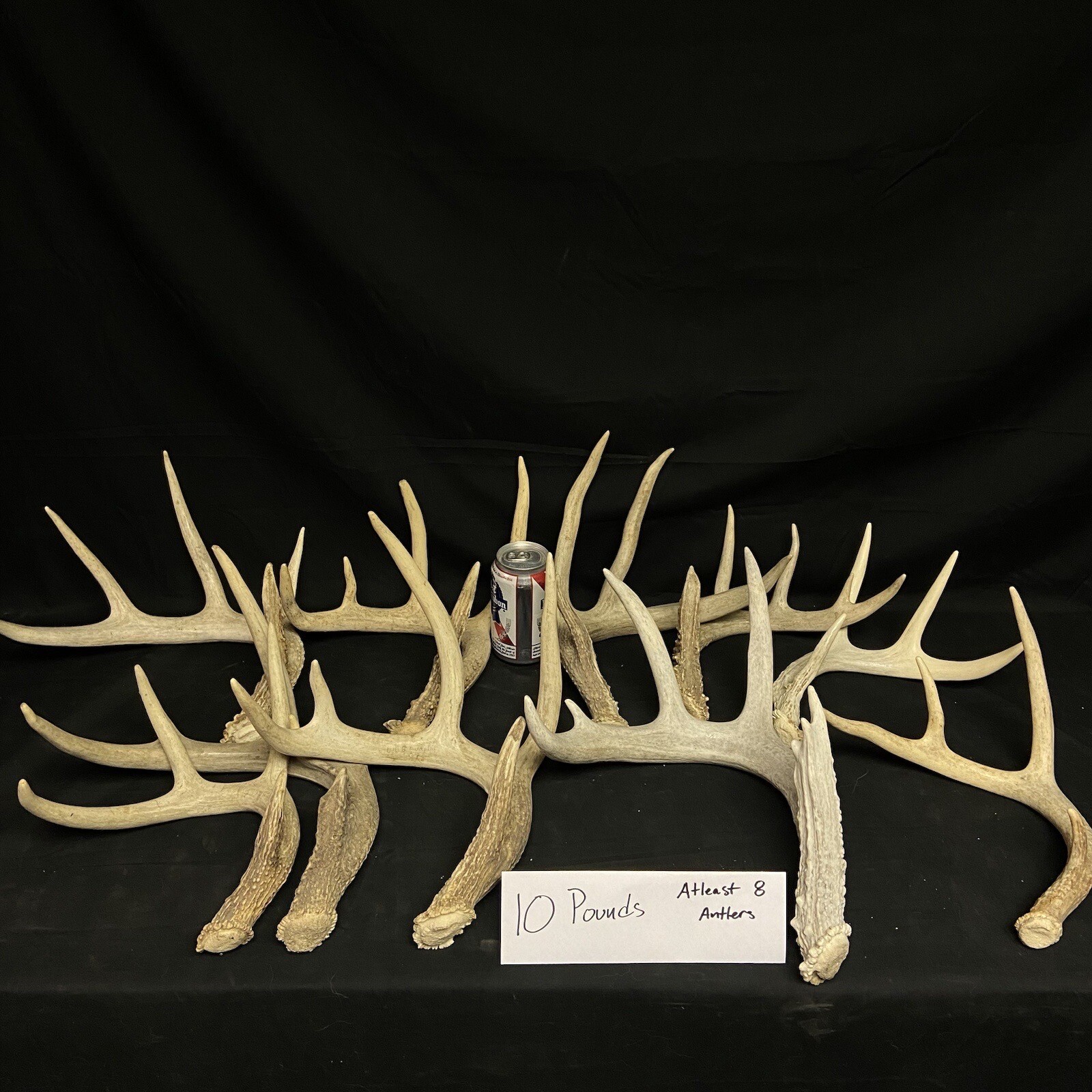 3, 5, 10 Pounds Premium A Grade Bulk Whitetail Deer Antlers - No Defects