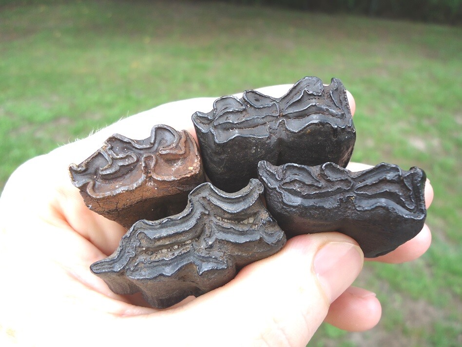 *BULK PRICE* HORSE TEETH FLORIDA FOSSILS FOSSIL TOOTH JAW BONES EQUUS ICE AGE FL