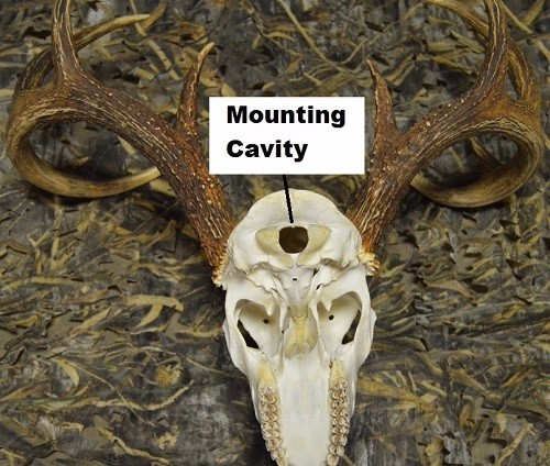 Rack Attach European Mount Plaque Kit, skull mount, wall hanger hook
