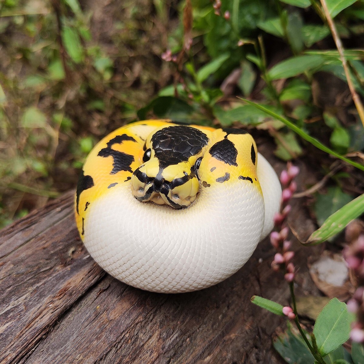 【In-Stock】 Animal Heavenly Body Pastel Pied Ball Python regius Snake Statue
