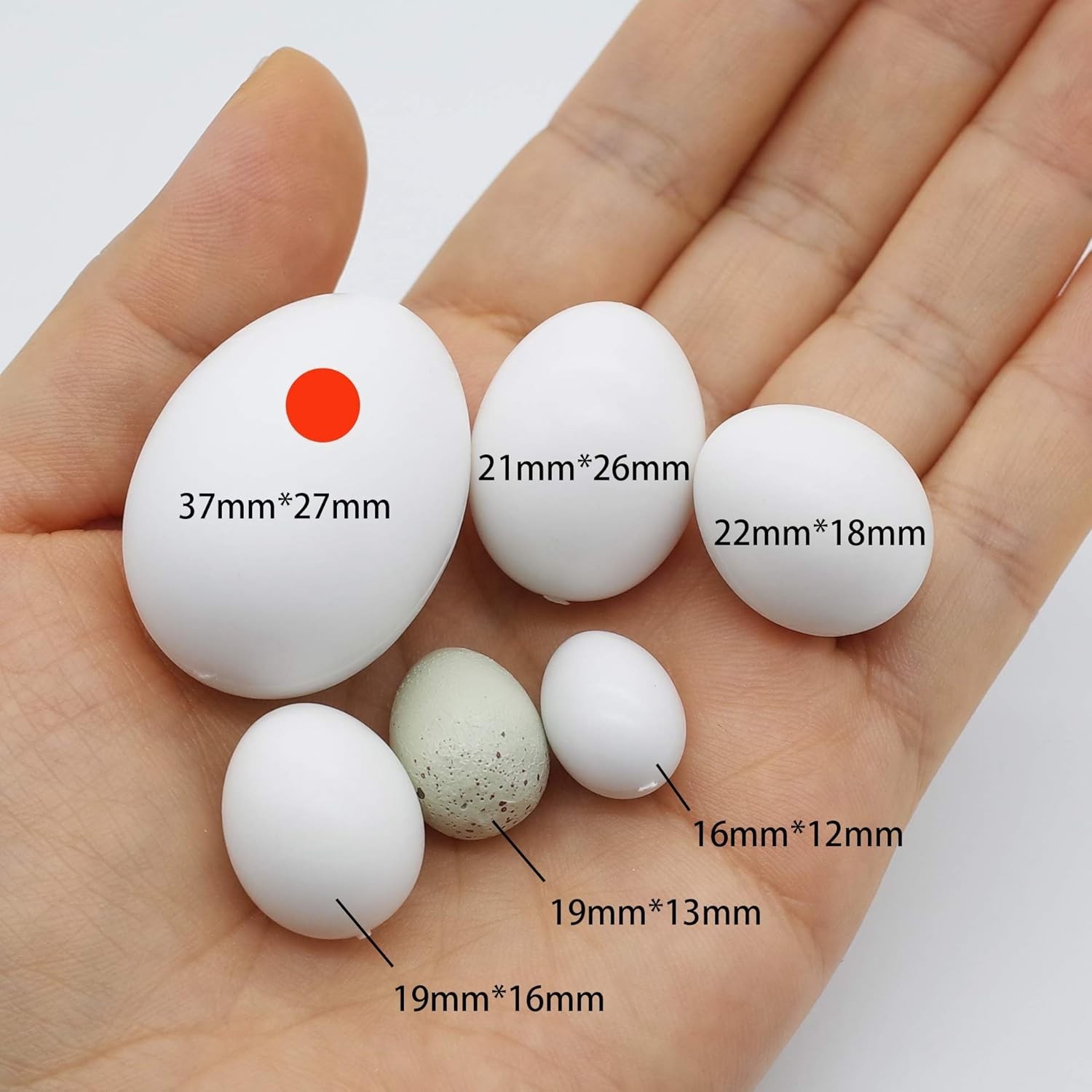 5 Pcs Hatching Eggs for Parrots, Macaws, Cockatoos, and Eclectus-37mm x 27mm