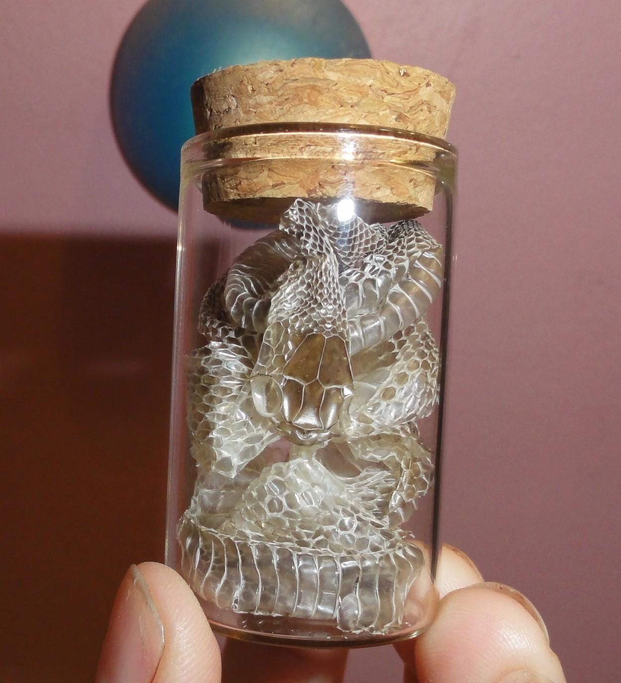 Snake Skin Small Oddity Jar curiosity glass vial reptile goth nature art