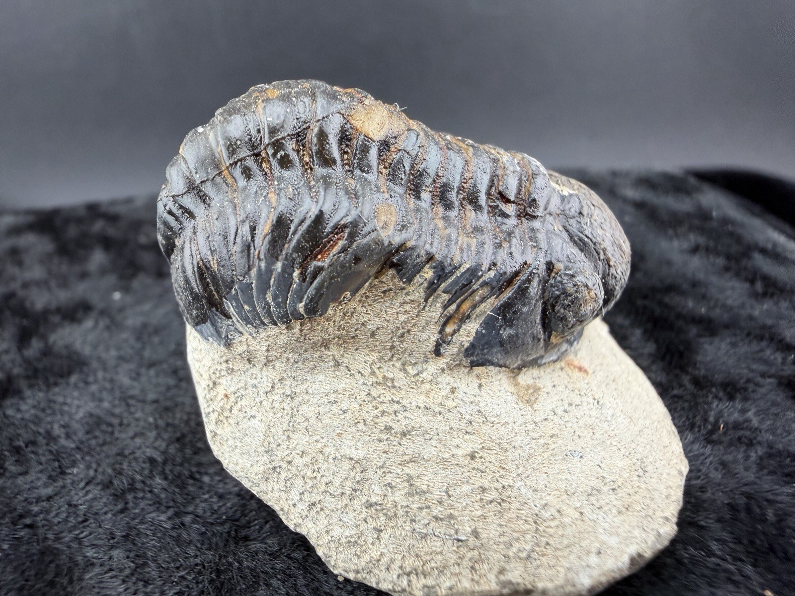 Trilobite Fossil in Sandstone Matrix from Morocco. 50 g.