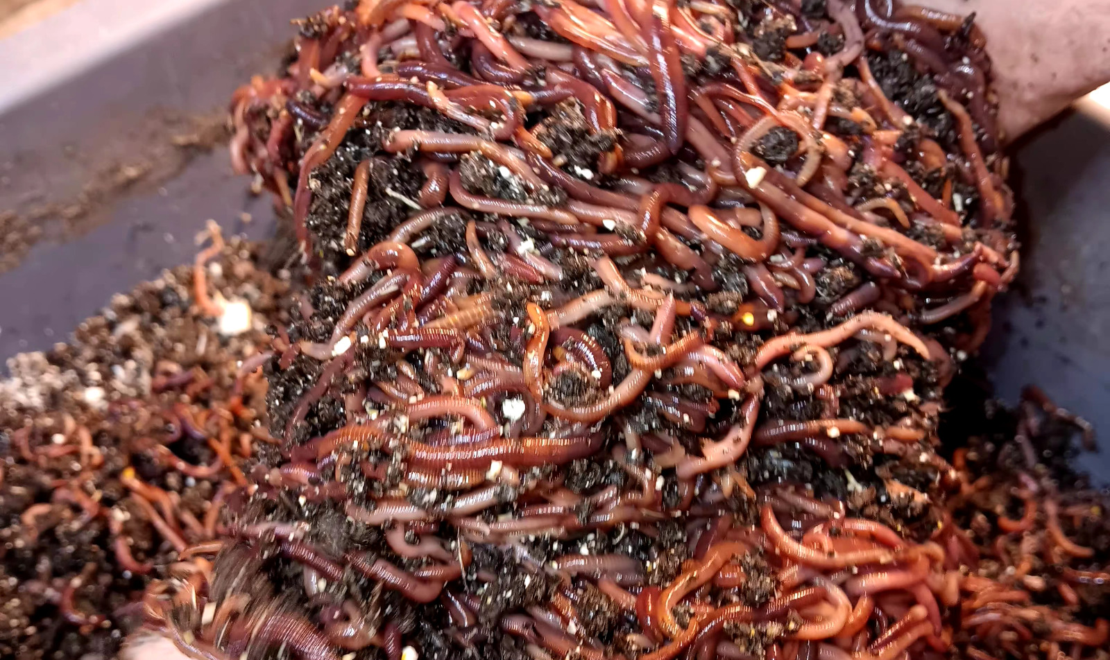 (Terry's) Need Live Red Wiggler WORMS, Garden Time, Red Wiggler Compost Worms