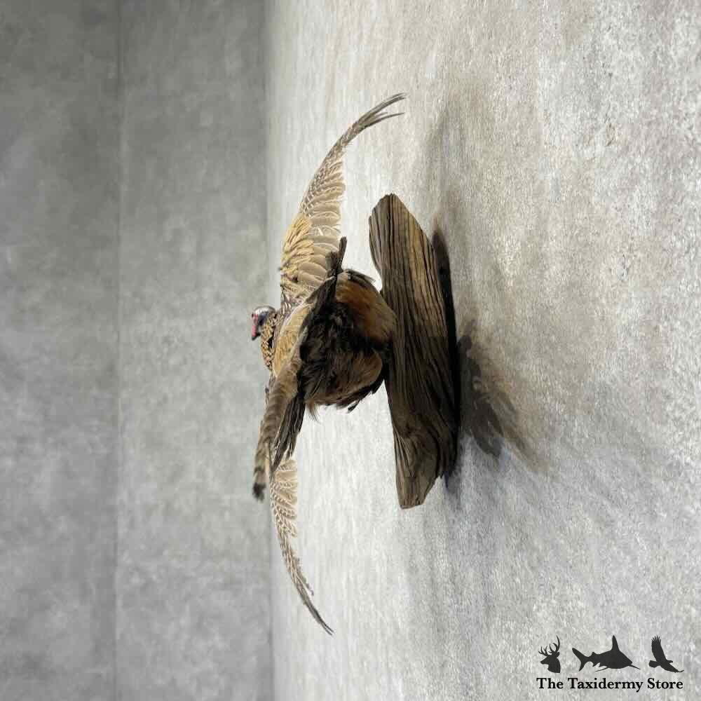 #31739 P | Ringneck Pheasant Taxidermy Bird Mount For Sale