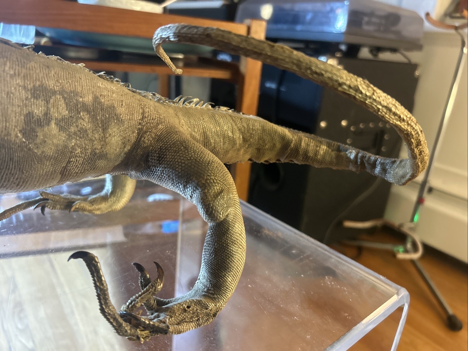 Vintage taxidermy Igauna Lizard, Folk Art, Home Decor, Exotic, Macabre, Rare