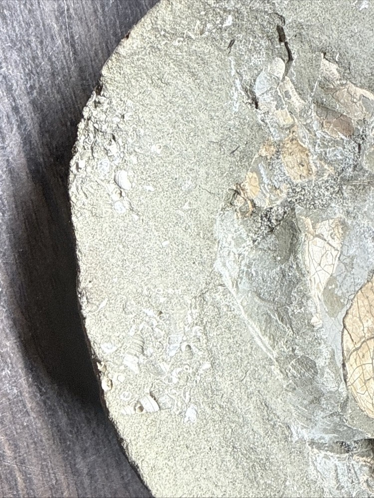 Unique Fossil Crab Ball Type Specimen