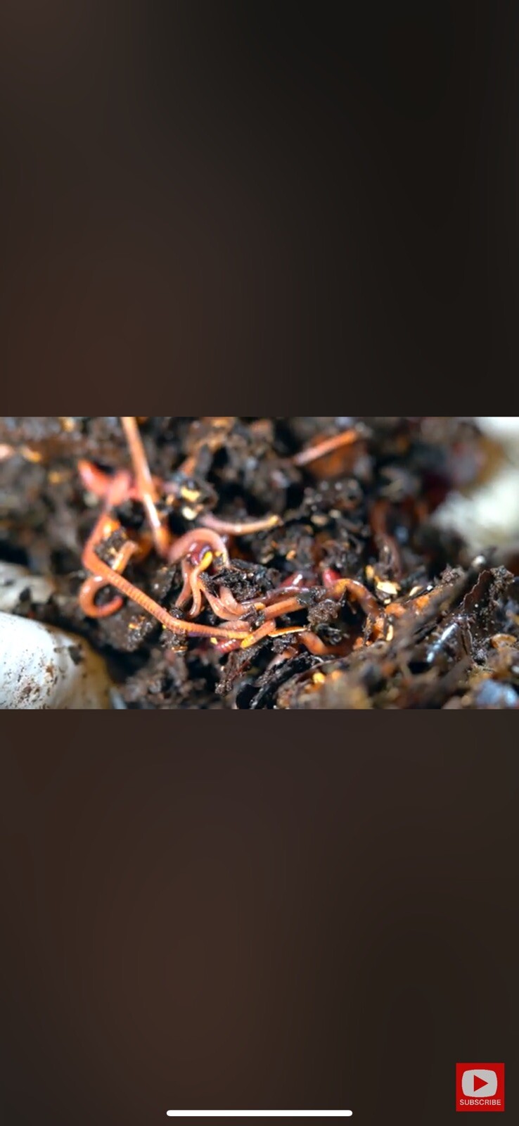 LIVE RED WIGGLERS WORMS, 300 Worms, Compost starter, Organic Fertilizer.