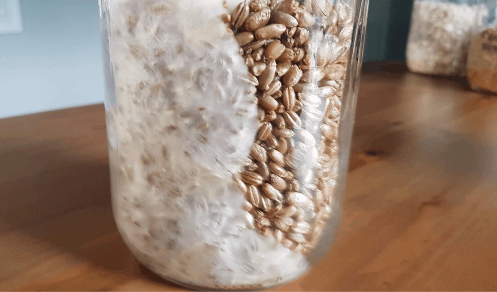 Mushroom Grain Jar