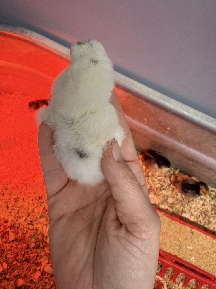 6 Ayam Cemani/ 6 Zombie Hatching Eggs