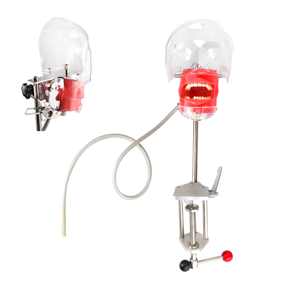 Dental Phantom Head Model&Replacement Manikin Teeth Silicone Model Fixed on Desk