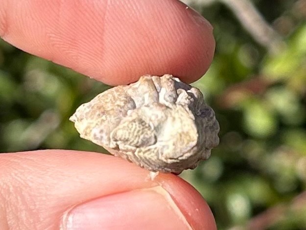Oklahoma Fossil Trilobite Paciphacops campbelli Devonian Age Bug Enrolled