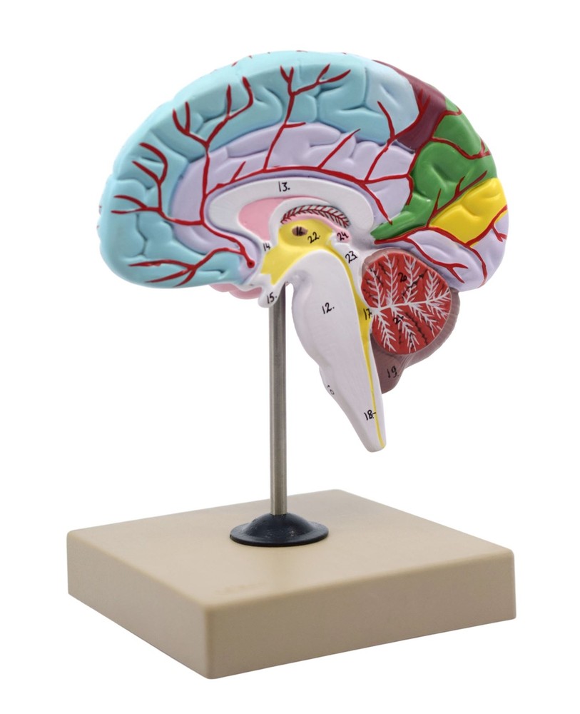 Eisco Labs Human Half Brain Model - Life Size, Cross Section - Color Coded