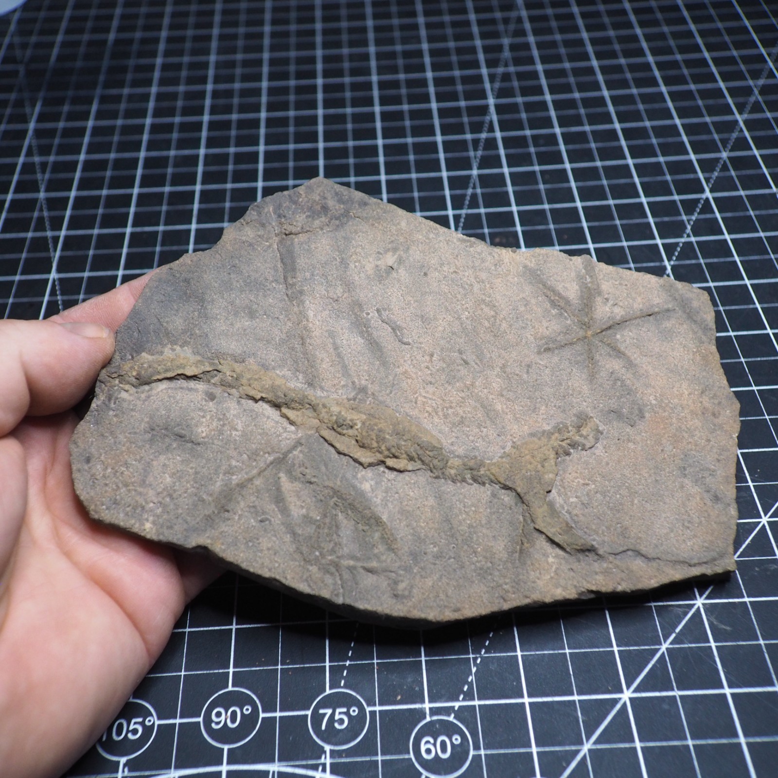 Trilobite Trace Fossil Cruziana Feeding Track Ordovician Morocco Star Trace