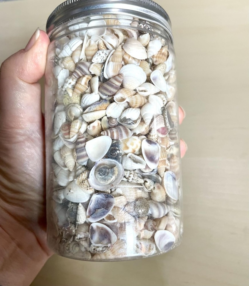 1200 PCS Tiny Sea Shells-Small Starfish-Mixed Ocean Beach Spiral Seashells
