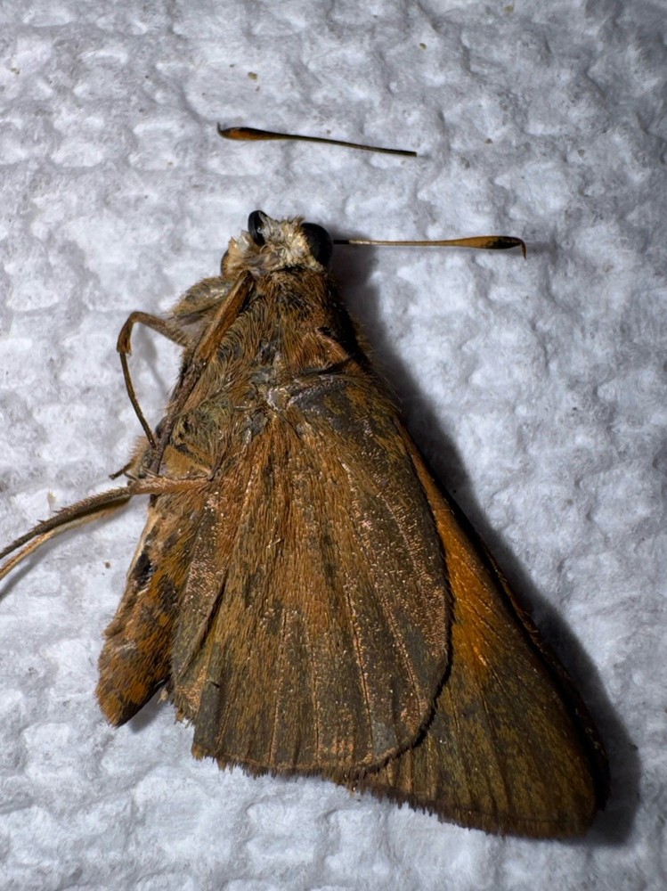 JS - Sawgrass Skipper - Euphyes Pilatka 1